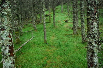 #1: Area of CP 60N 6E lies on a trail (looking north)