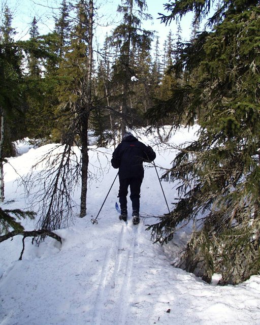 Breaking trailing through the forest