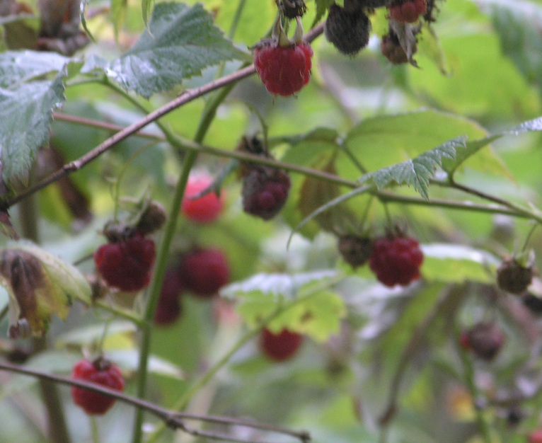 Raspberries are very tasty