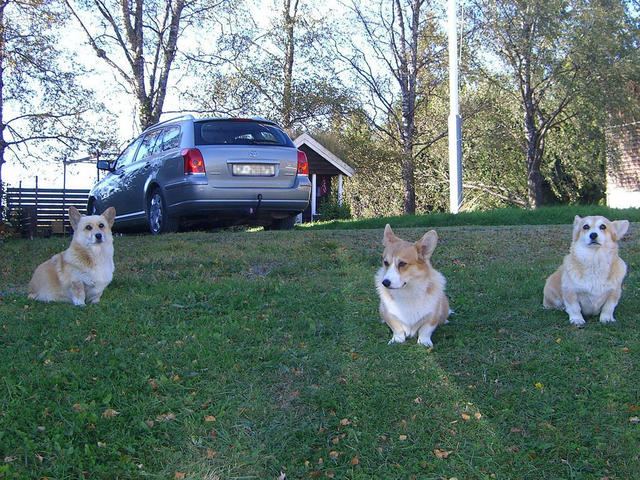 The guardians of DCP / Die DCP Wächter