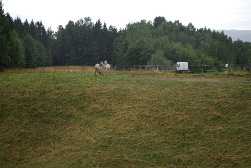 Two horses watching to the CP