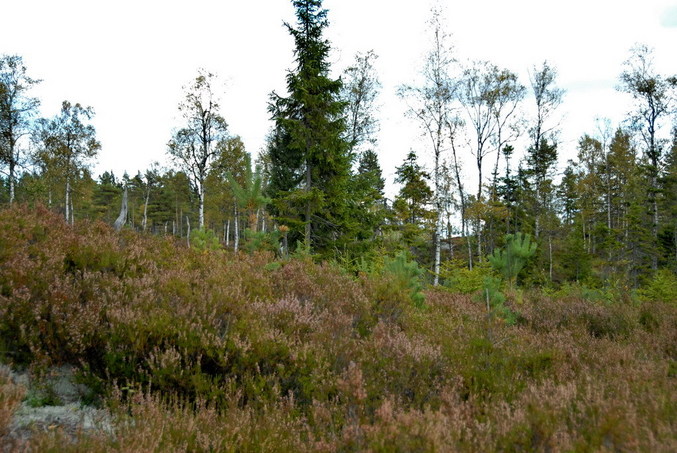 View north / Blick nach Norden