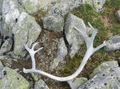 #6: Raindeer horn nearby the point