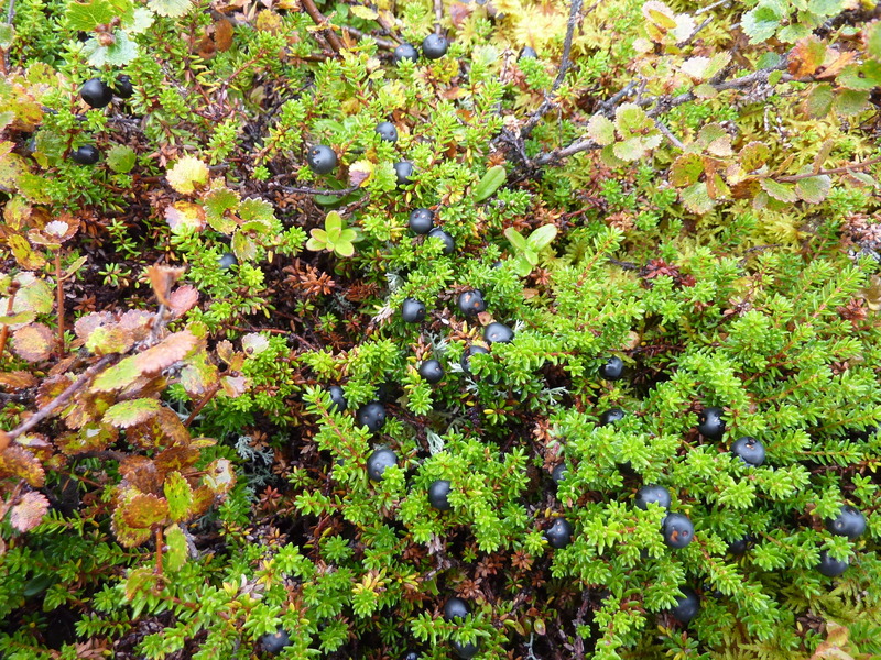 Sweet crowberries