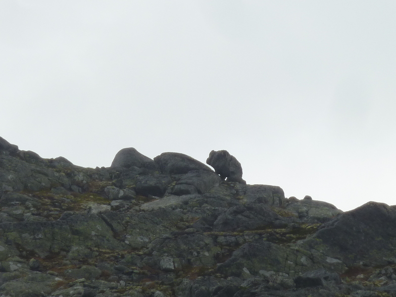 Is that a mountain bear, or just a rock?