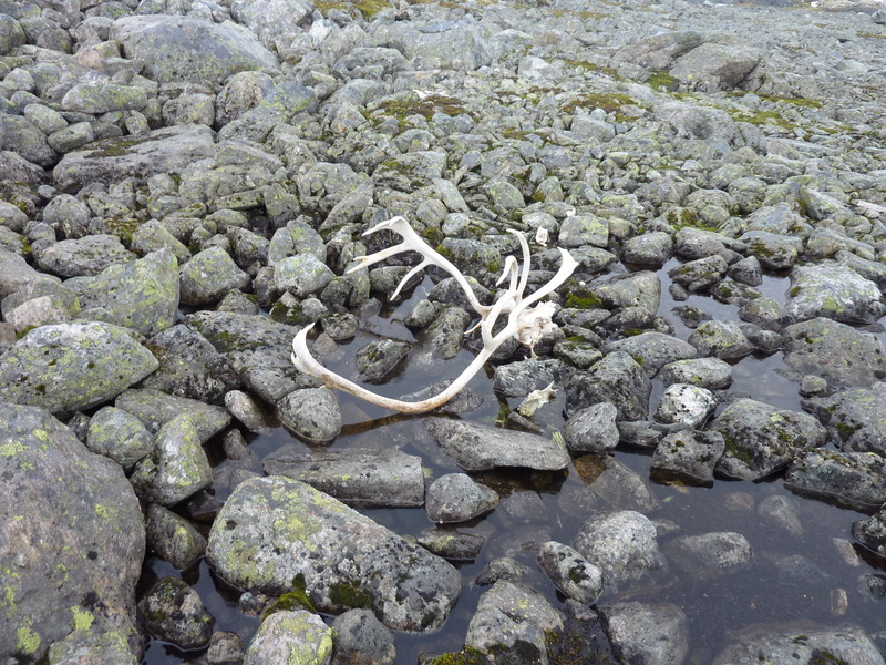 The large reindeer horn 100 m south of the c.p.