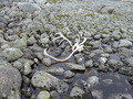 #9: The large reindeer horn 100 m south of the c.p.