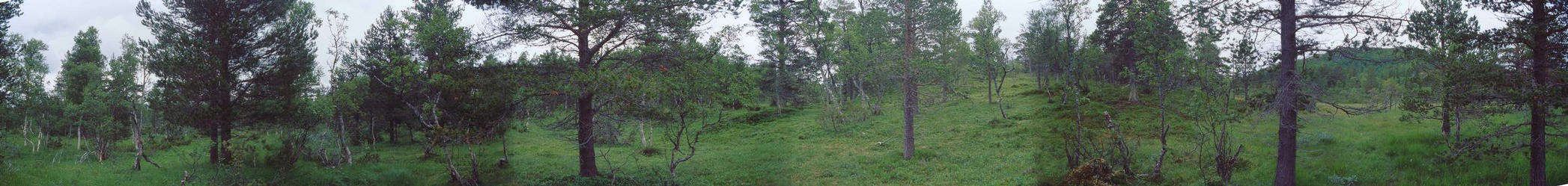 Panorama with a lot of trees (and a hill from which the overview picture is taken from)