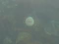 #9: Very clear water on the Coast / Seeigel in ca.5 Meter