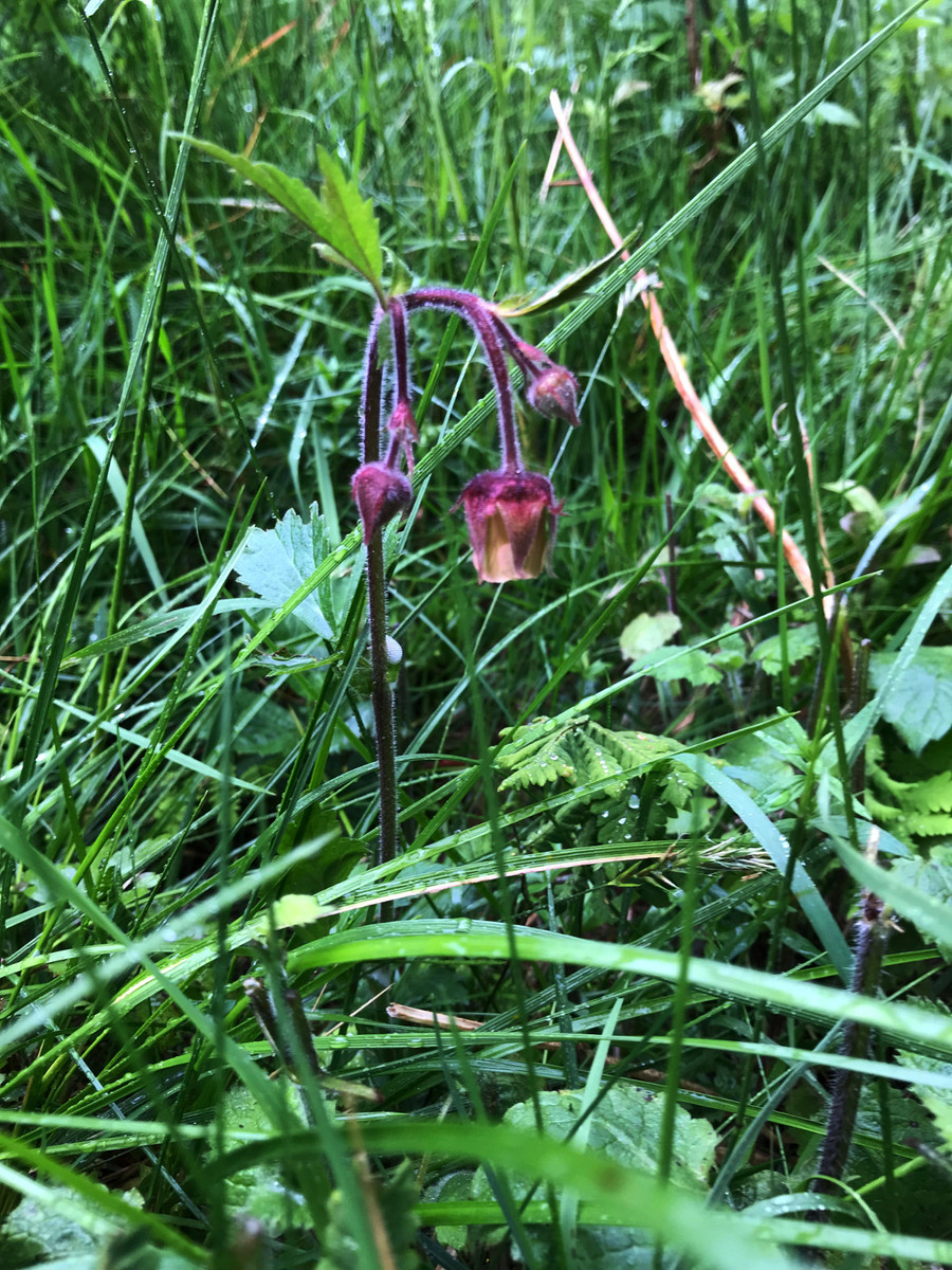 CP67N14E Fritillaria meleagris on 67° north