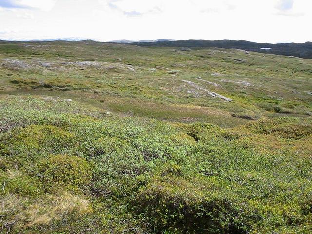 Overview from a point 40 m west of confluence, looking east