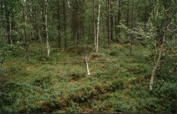 #1: The confluence marked by two trunks