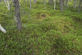 #1: The confluence point lies on mossy ground in a thinly-spaced forest