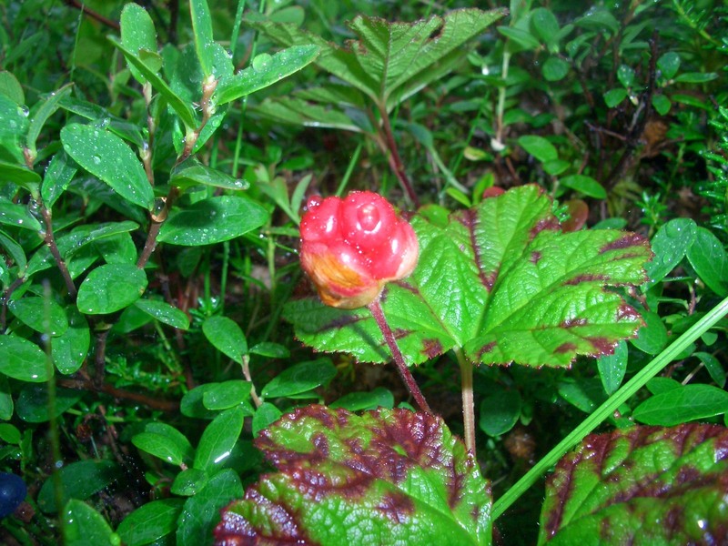 Cloudberries