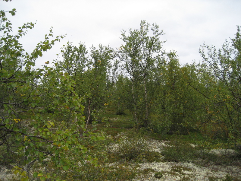 view to the north from the confluence point