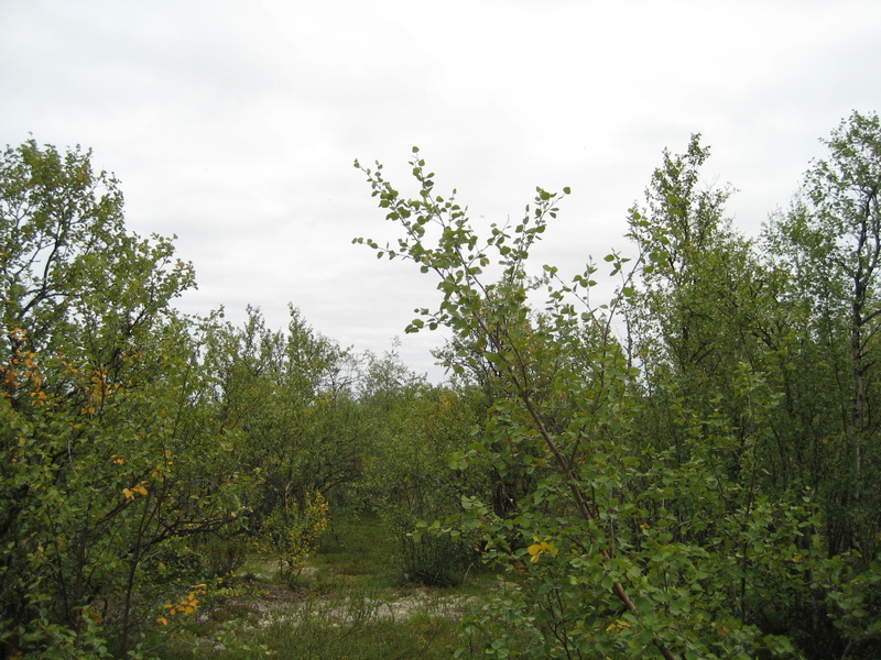 view to the east from the confluence point