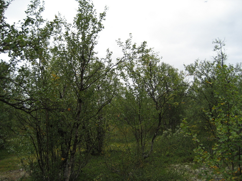 view to the south from the confluence point