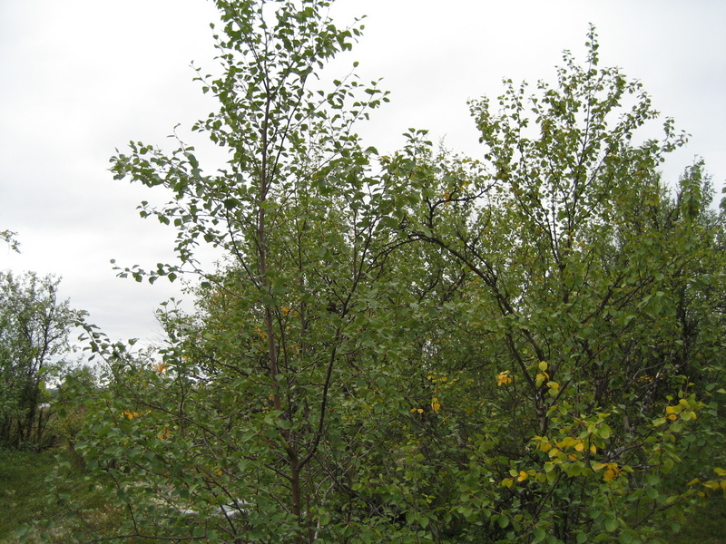 view to the west from the confluence point