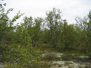 #1: view to the north from the confluence point