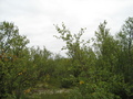 #2: view to the east from the confluence point