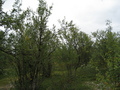 #3: view to the south from the confluence point