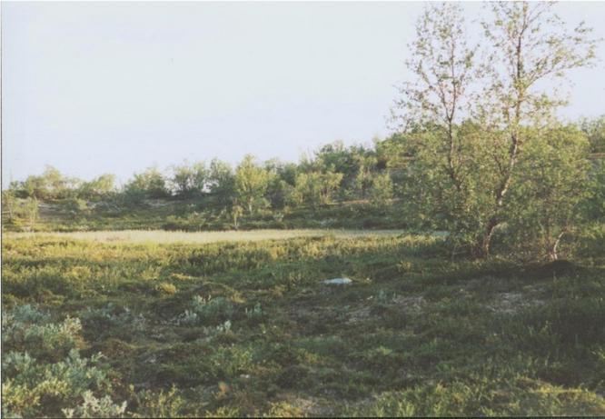 general area, CP close to the birch tree (view south)