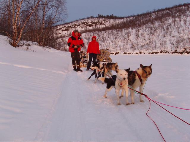 Note the two last dogs leaning against each other. When they do it while pulling, they are repositioned, to save their strength.