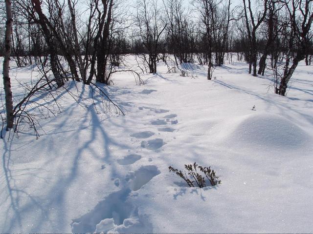 Confluence lies where the footprints end, view South