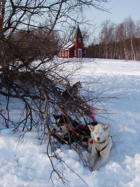 Dogs waking up in the morning, near the Bæivasgie’di wilderness church