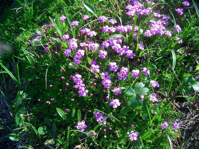 Flowers, even at 400 m