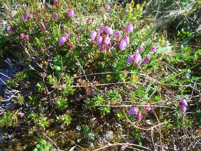 More flowers