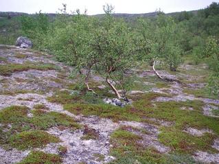 #1: The Spot with the geocache next to the tree