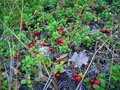 #7: Red whortleberries