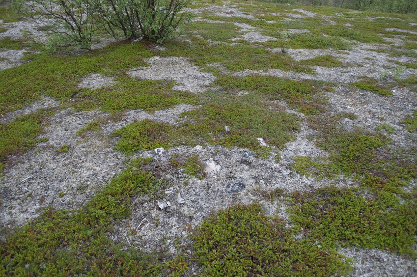 The confluence point lies atop a small rocky, mossy knoll