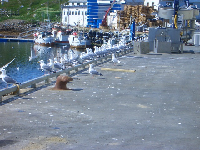 Waiting for the next fishing vessel