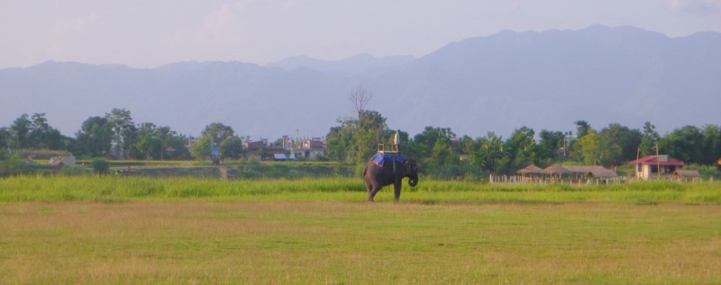 Elephant