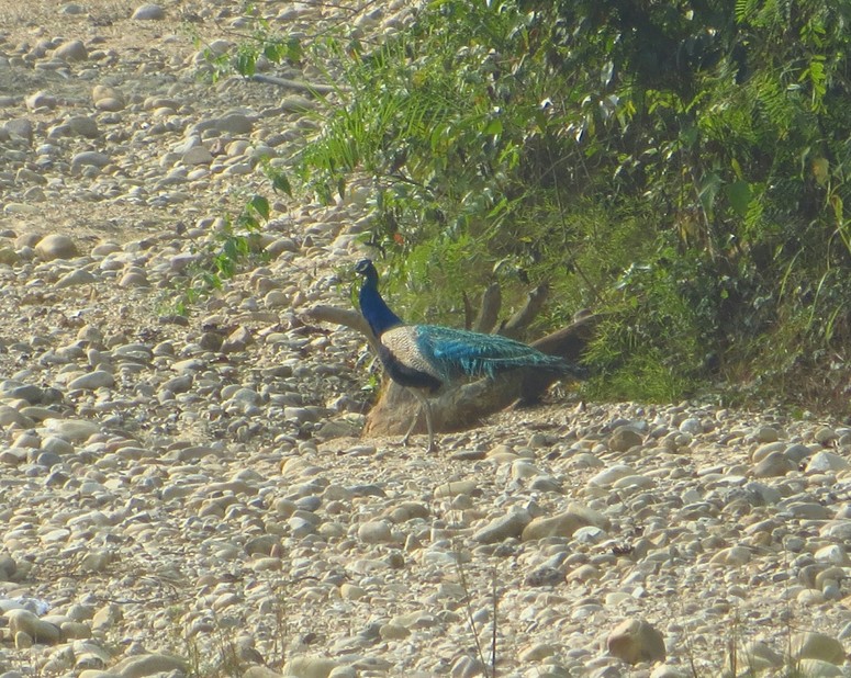 A peacock