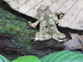 #7: a local confluece frog