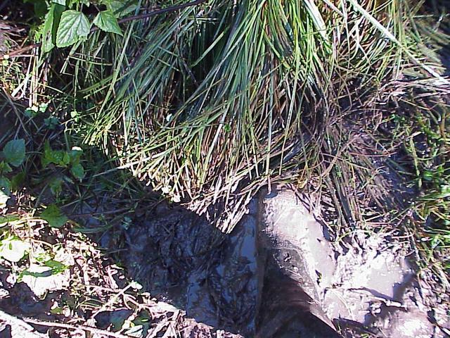 Groundcover at the soggy site of the confluence.