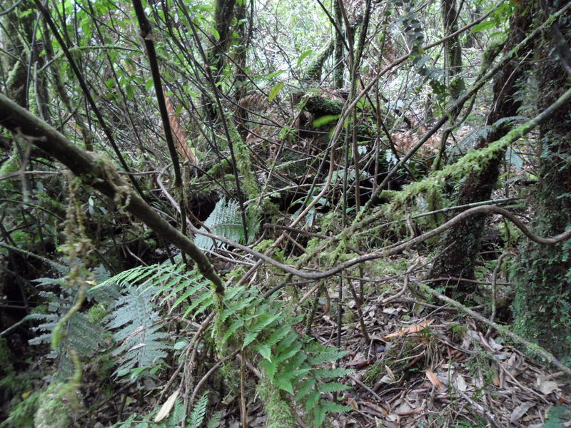 Hiwiroa confluence to the East