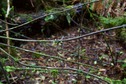 #5: The confluence point lies in a small depression, surrounded by many supplejack vines