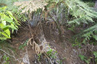 #1: The confluence point lies on a bush-covered slope