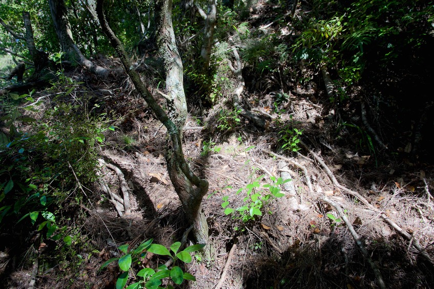 The confluence point lies on a steep slope, in bushland