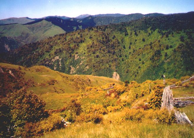 View west from confluence across valley to Raukumara Forest Park.