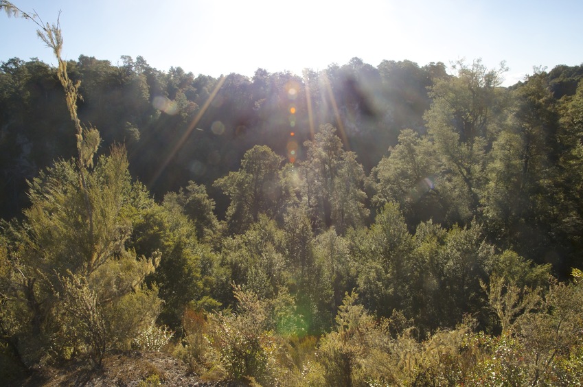 View West (across the ravine) from atop the ridge, 50 metres away