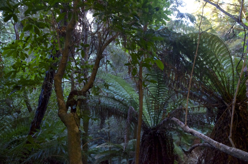 View West (across the ravine)