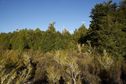 #8: View East from atop the ridge, 50 metres away