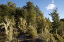 #9: View South from atop the ridge, 50 metres away