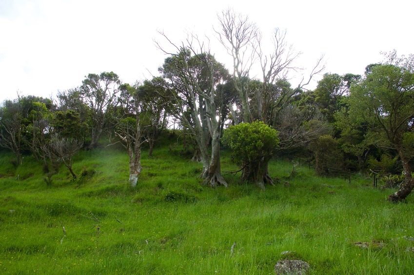 View West (up the steep hillside)