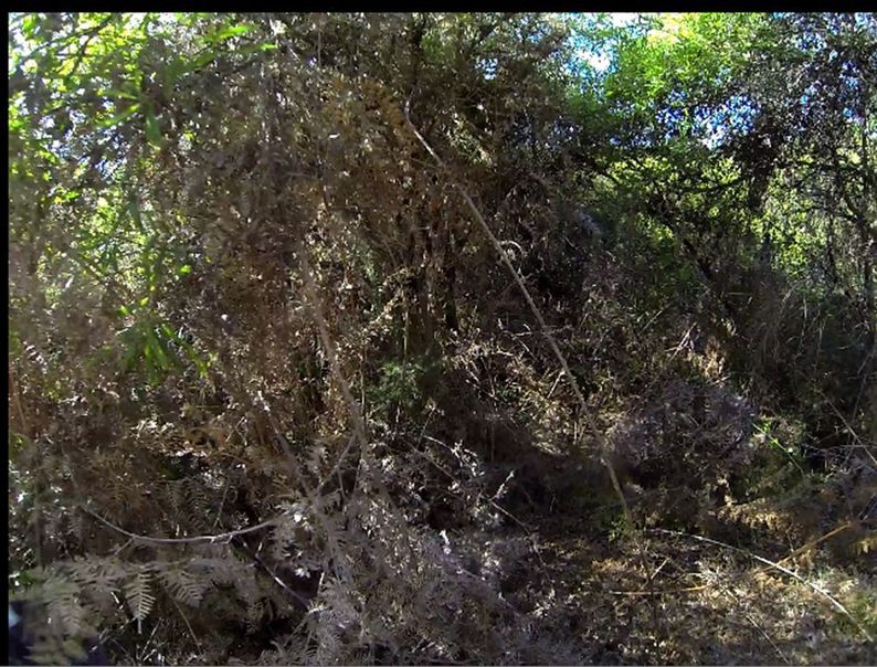 View looking south from the confluence site; Snap from vid.